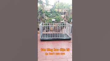 Lồng cân heo điện tử 1,5 tấn, chất lượng, giá tốt.