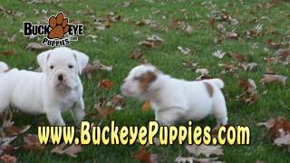 Beabull Puppies