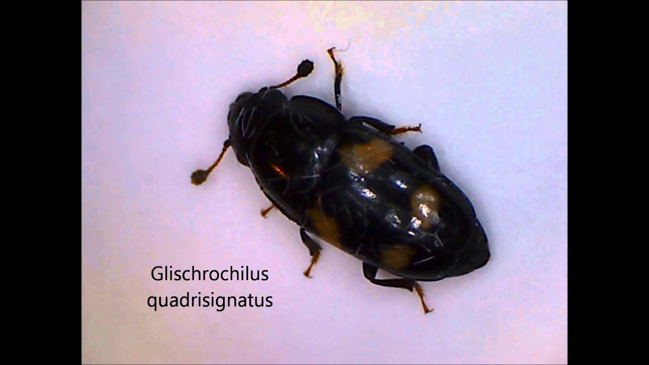 Glischrochilus quadrisignatus