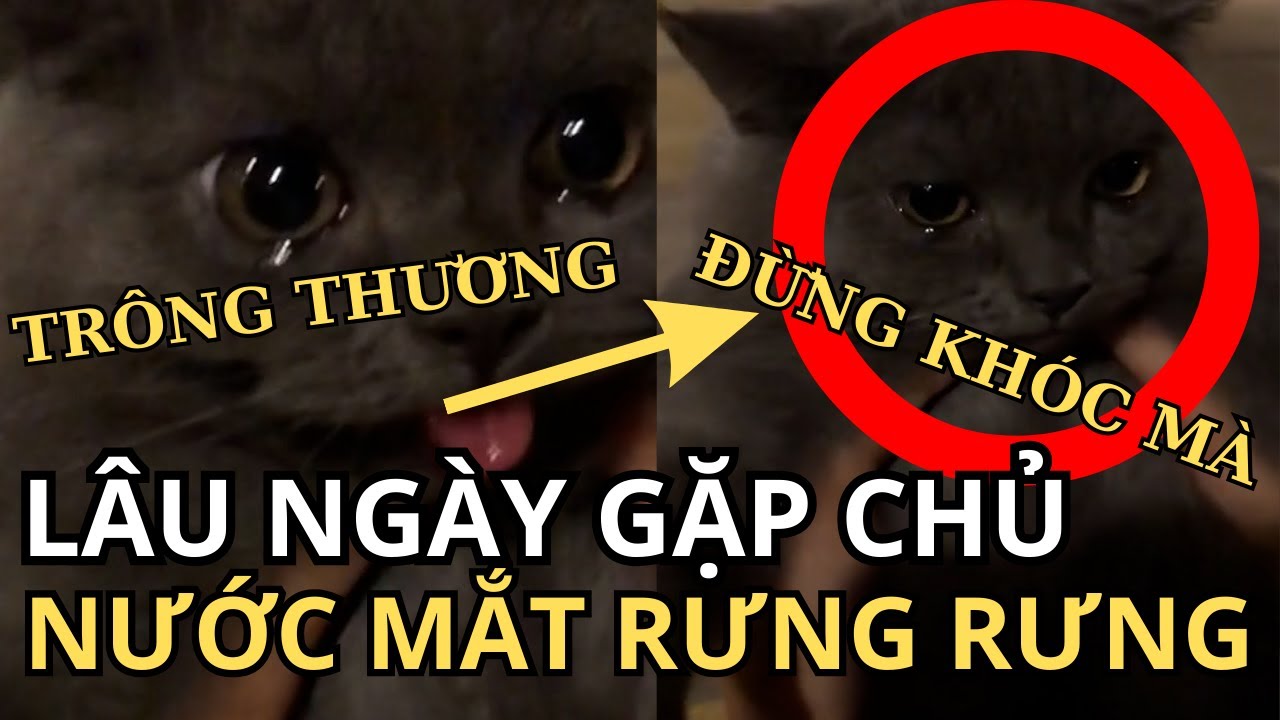 LÂU NGÀY GẶP LẠI CHỦ, CHÚ MÈO CON CÓ HÀNH ĐỘNG LÀM AI CŨNG RƯNG RƯNG ...