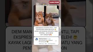 Kucing Oren Ini Kayak Lagi Nungguin Sesuatu Gemes Parah 