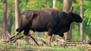 #2020  #animals  #images  #calendar  Animals of #india a