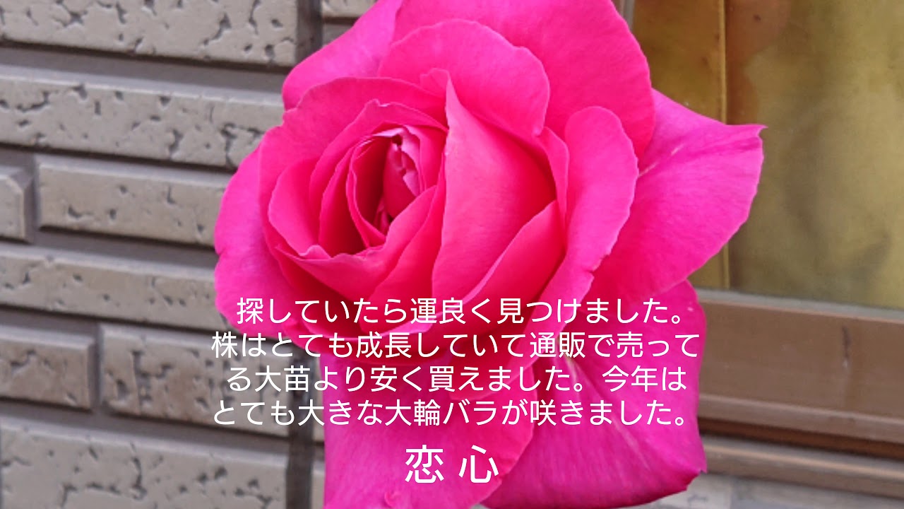 育てているバラの品種紹介 Youtube 育てているバラの品種紹介 Youtube