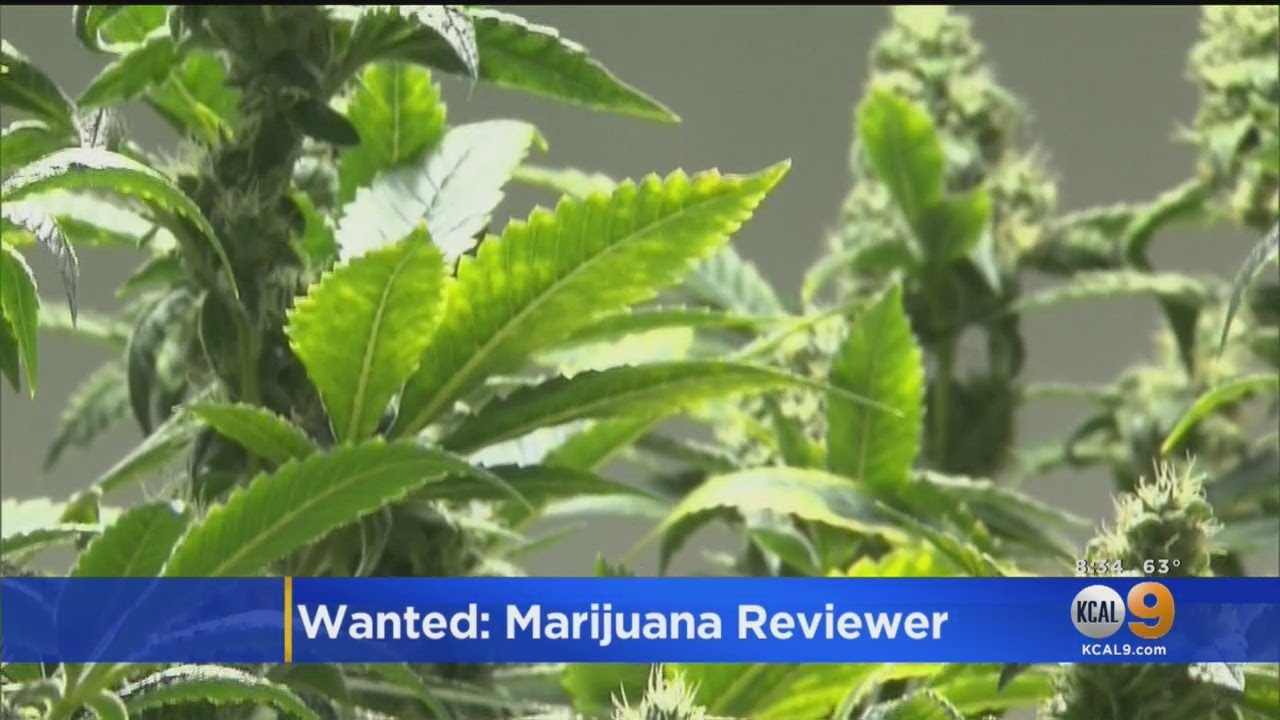 Get Paid $3K Per Month To Review Marijuana Products