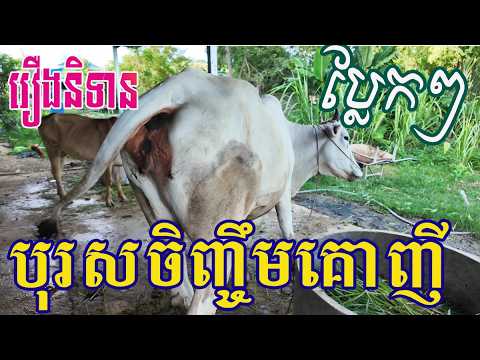 រឿង បុរសចិញ្ចឹមគោញី