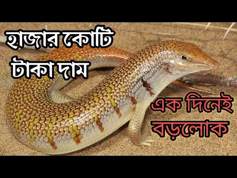 ভিডিও: একমত ধূসর নীল দেখতে পারেন?