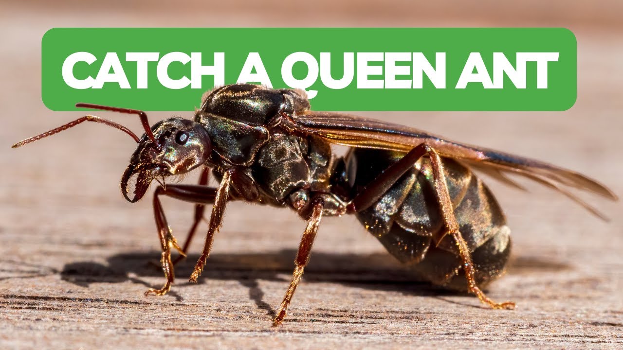 How To Catch Your First Queen Ant! | BRUMA Ants - YouTube