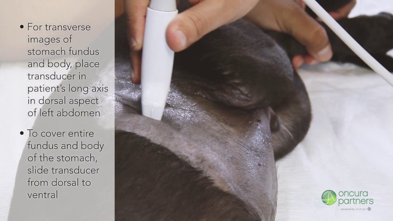 How To Perform an Ultrasound for the Canine Stomach