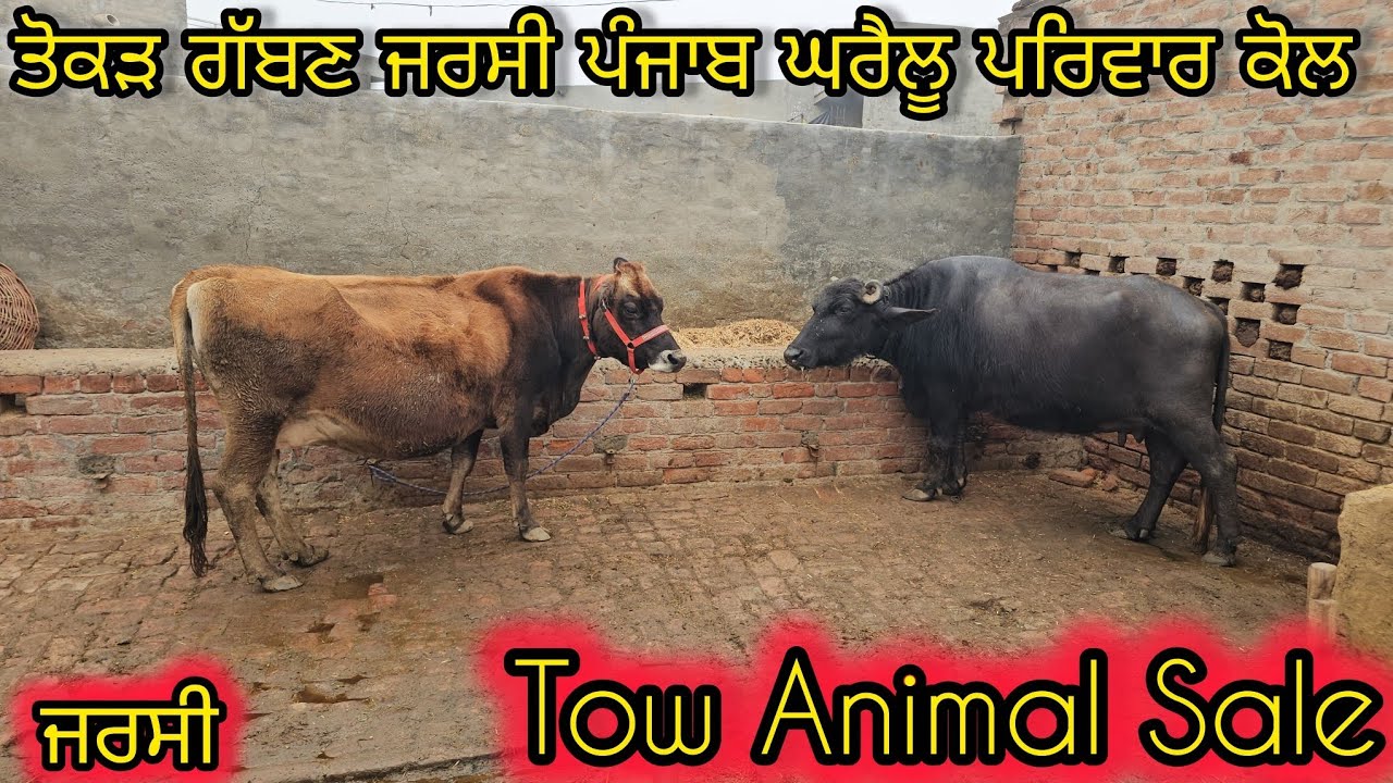 ਘਰੈਲੂ ਪਰਿਵਾਰ ਕੋਲ ਦੋ ਪਸ਼ੂਧੰਨ ਜਰਸੀ ਤੋਕੜ ਗੱਬਣ ਚੇਂਕ ਪਾਸ ਇੱਕ ਗੱਬਣ ਝੋਟੀ ਤਿੱਜਾ ਸੁਆ ਮਿਤੀ 16-1-2026