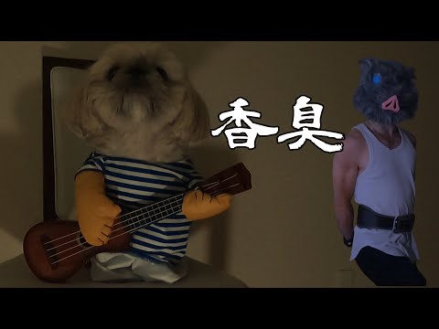 香臭【替え歌】香水 / 瑛人 【シーズー×ペキニーズの鼻ぺちゃ犬フラン】【ShihTzu×Pekingese】