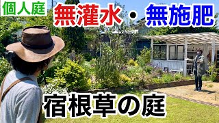 【知らなさ過ぎた結果】超好奇心が作った宿根草の庭　　　　　【カーメン君】【園芸】【ガーデニング】【個人庭】【藤井さん】