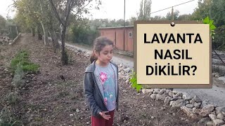 Lavanta nasıl dikilir?