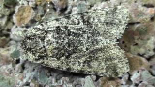 Noctuid Moth Noctuidae