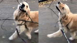 Excited Dog Is So Happy About Stick He Found