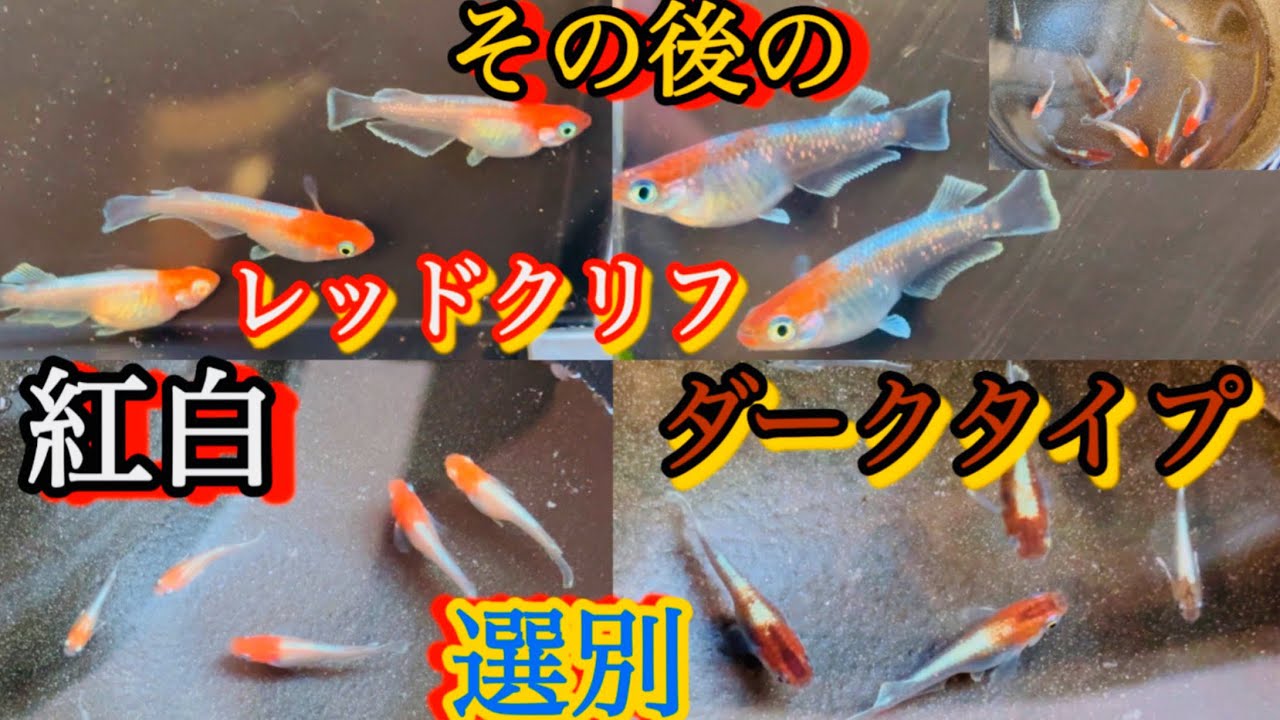 メダカ】その後のレッドクリフ達‼️紅白タイプの選別‼️と種親と子供
