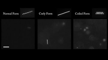 Bacteria-inspired nanorobots with flagellar polymorphic transformations and bundling
