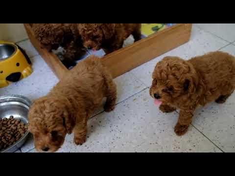 red toy poodle harga