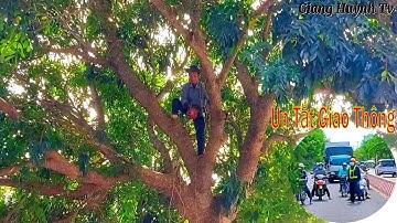 Cưa Cây Xà Cừ Tàn Khủng Ngã Ngang Lộ Làm Ùn Tắt Giao Thông / Tree Saw Cuts Off Traffic | T.2