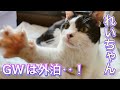 GW特別編～実は今、れいちゃんは病院にいません…！【病院猫のれいちゃん】