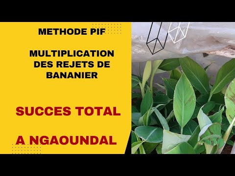 Formation des populations de Ngaoundal sur la méthode PIF: une réussite