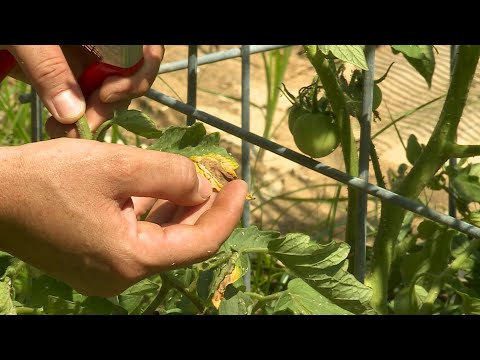 Vídeo: Late Blight Of Tomate Plants - Você Pode Comer Tomates Afetados Com Blight