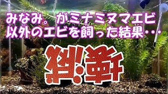 ベルベットブルーシュリンプ Youtube