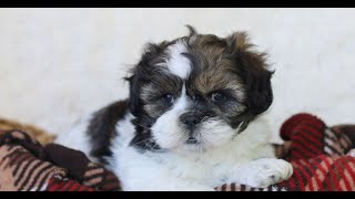Shichon Puppies for Sale