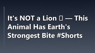 It's NOT a Lion 🦁 — This Animal Has Earth's Strongest Bite #Shorts