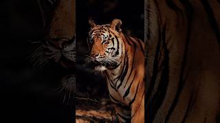Real King of The Jungle #trending #viral #facts #shorts #ytshorts #