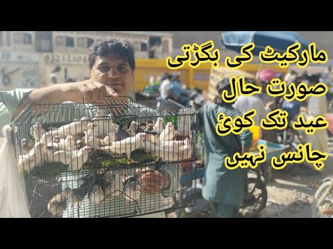 Birds Market Lalukhet Sunday Video Latest Update 5-5-24 in Urdu/Hindi