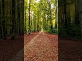 Balade Paisible au Milieu des Arbres 🇨🇭 Forest Vibes #forest #autumn #switzerland #suisse