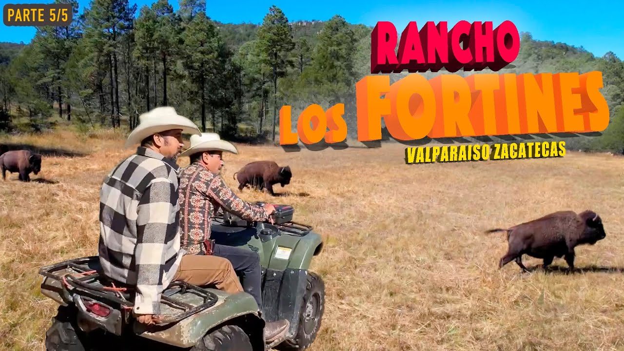PARECEN LOS BISONTES DE CANADA pero son nacidos en Valparaíso Zacatecas 5/5