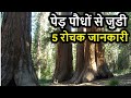 पेड़ पौधों से जुडी 5 रोचक जानकारी। Top 5 Facts About Plant &amp; Tree