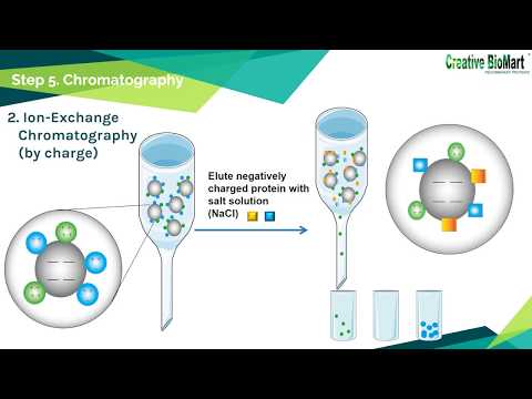 Protein Purification