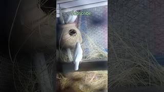 java Bird's started nesting