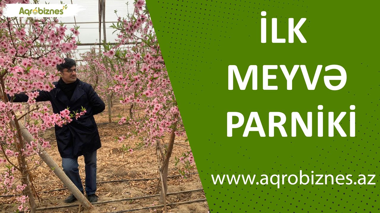 Qışda ağaclar çiçək açdı - Azərbaycanda ilk meyvə parniki