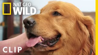 Vets remove a mystery cyst from a dog | Critter Fixers | Nat Geo Wild