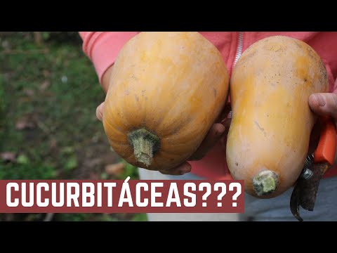 Video: Cultivos de cucurbitáceas: tipos de cucurbitáceas e información sobre su cultivo
