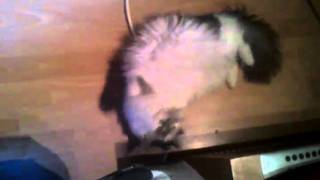 Cat Orgy