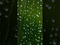 睡眠や勉強のための熱帯雨林の雨音🌧️ ホワイトノイズ レインストーム