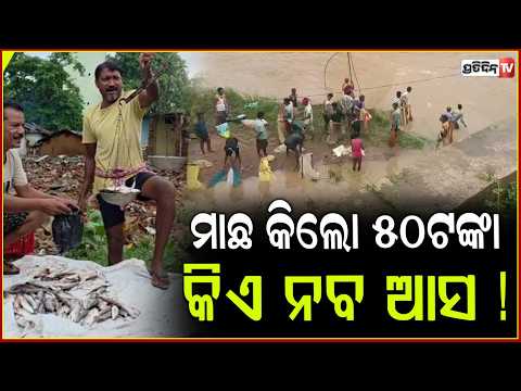ମାଛ କିଲୋ ୫୦ଟଙ୍କା କିଏ ନବ ଆସ  !Fish Prices Crash to ₹50/kg in Nuapada