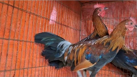 Gà rừng tơ nhà ông đang tập gáy. Me nyuam lau qaib qus zoo nkauj kaws li