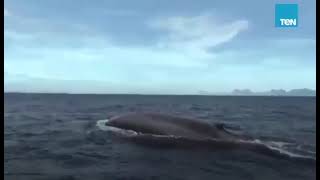 اكبر حيوان ع وجه الارض الحوت الازرق العملاق