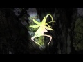 Ghost Orchid