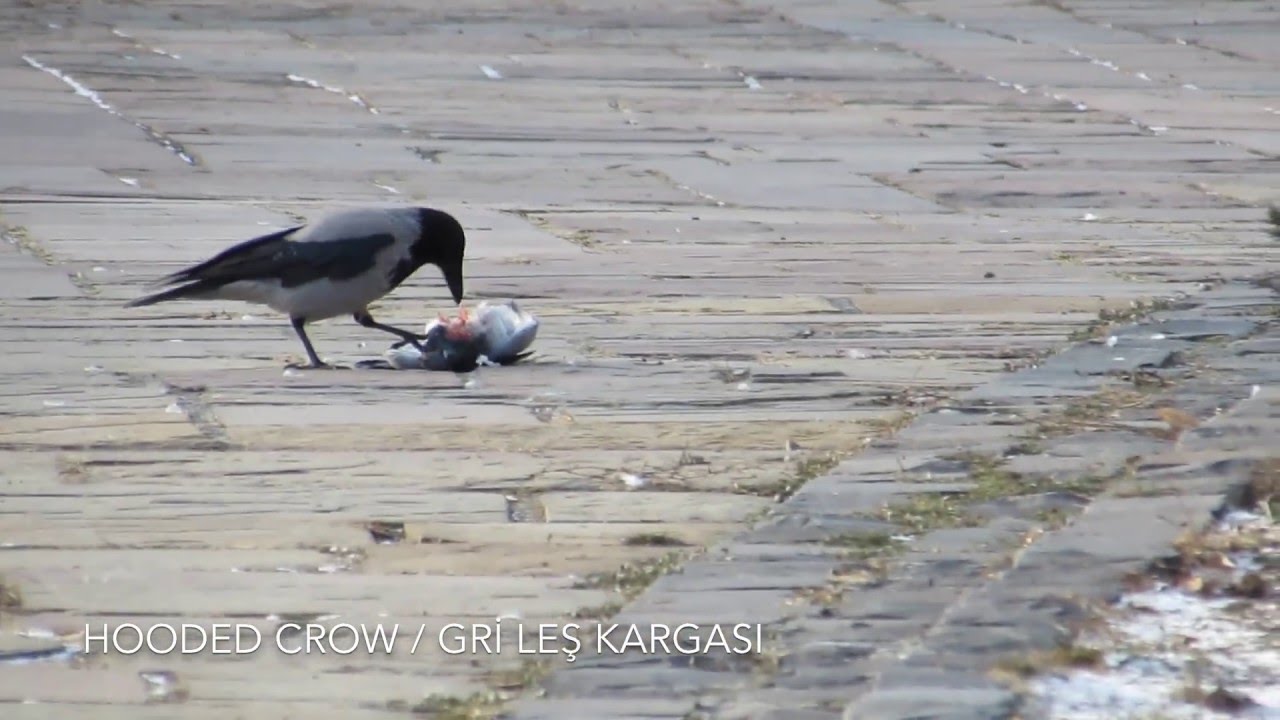 Hooded Crow / Leş Kargası 