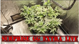 Surprised GG extra live