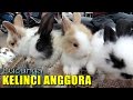 Kelinci Anggora - Lucunya Kelinci Anggora - Kelinci Lucu