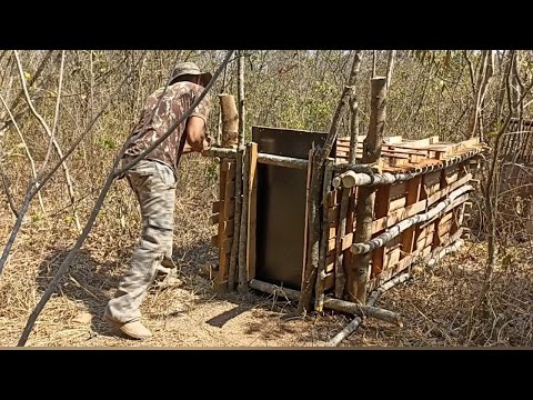 3 onças está comendo os gados fiz armadilha pra capturar.