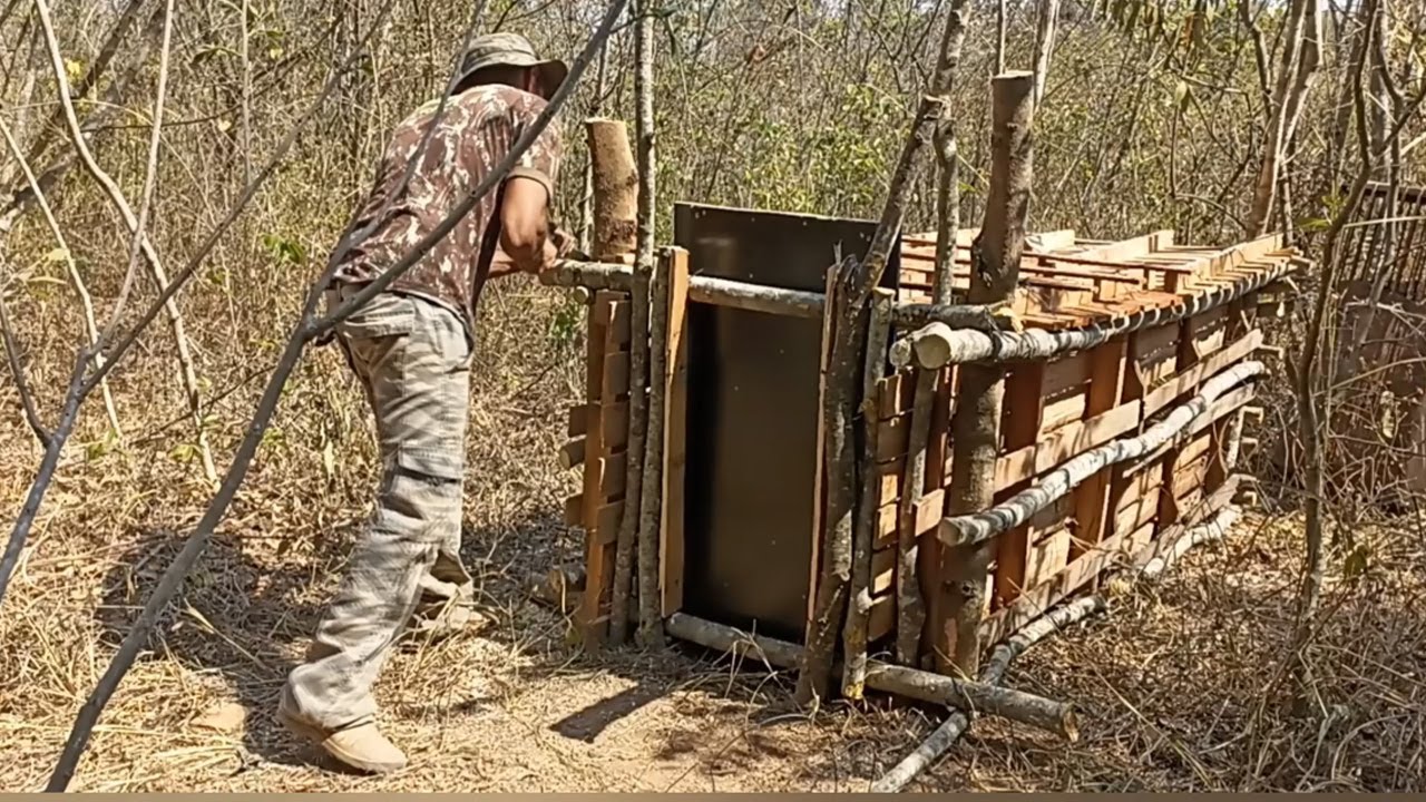 3 onças está comendo os gados fiz armadilha pra capturar.