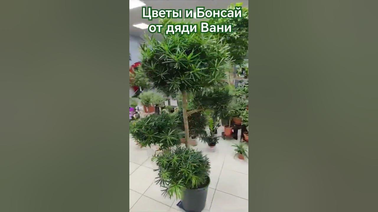 Цветы и Бонсай для дома дачи и офисов работают в Москве и Подмосковье ...